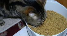 Сколько раз в день кормить кошек и от чего это зависит Сколько должны есть домашняя кошка