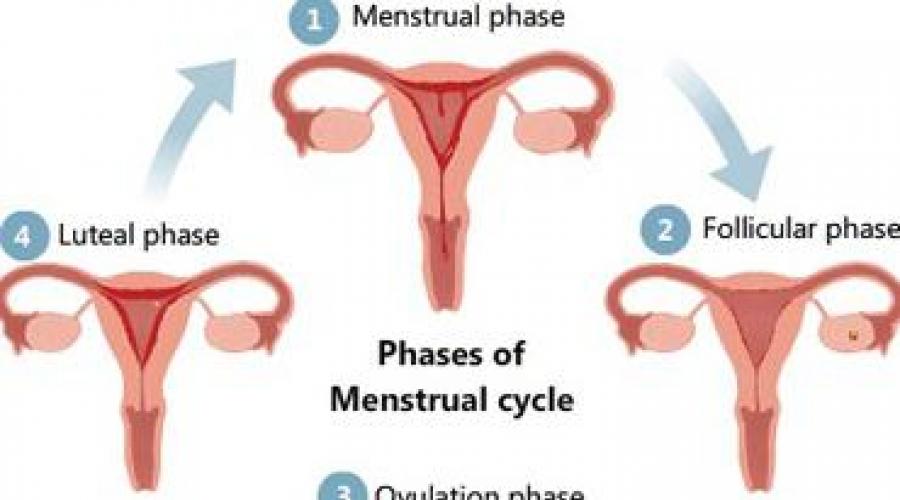 Сколько длятся менструации после родов. Когда восстанавливаются месячные у женщин после родов и какие показатели являются нормой Сколько идут месячные сразу после родов