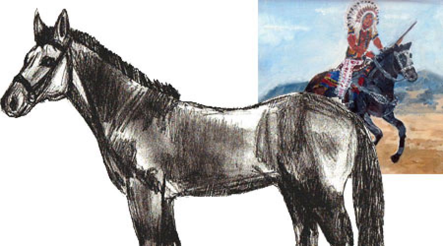 Как нарисовать лошадь настоящую поэтапно карандашом. Как нарисовать лошадь поэтапно. Вот алгоритма рисования