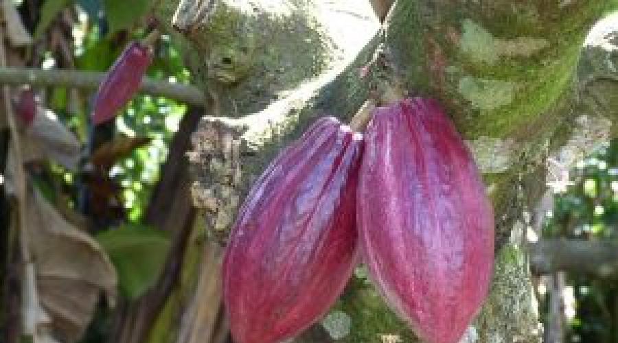 Выращивание какао в домашних условиях. Шоколадное дерево в комнате — особенности выращивания какао. В медицине средство используется