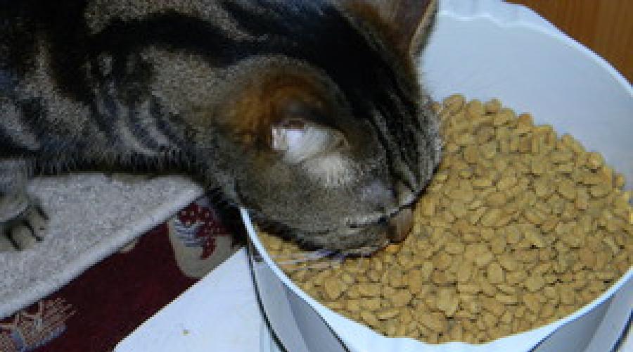 Выбор правильного типа питания для кошки. Сколько раз в день кормить кошек и от чего это зависит Сколько должны есть домашняя кошка
